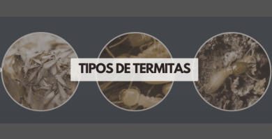 TIPOS DE TERMITAS