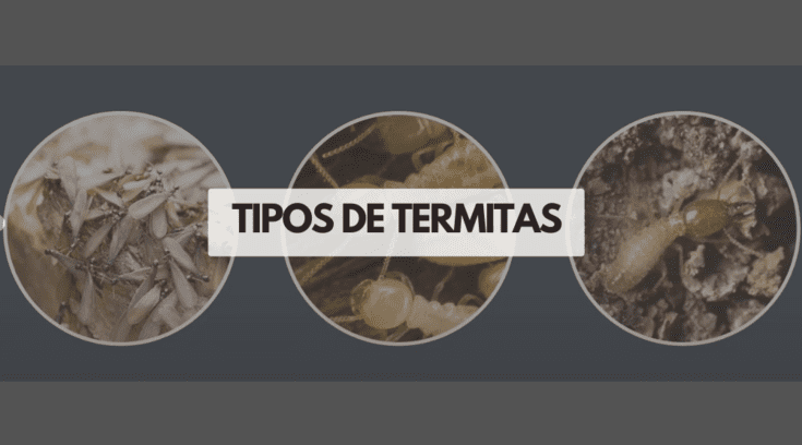TIPOS DE TERMITAS