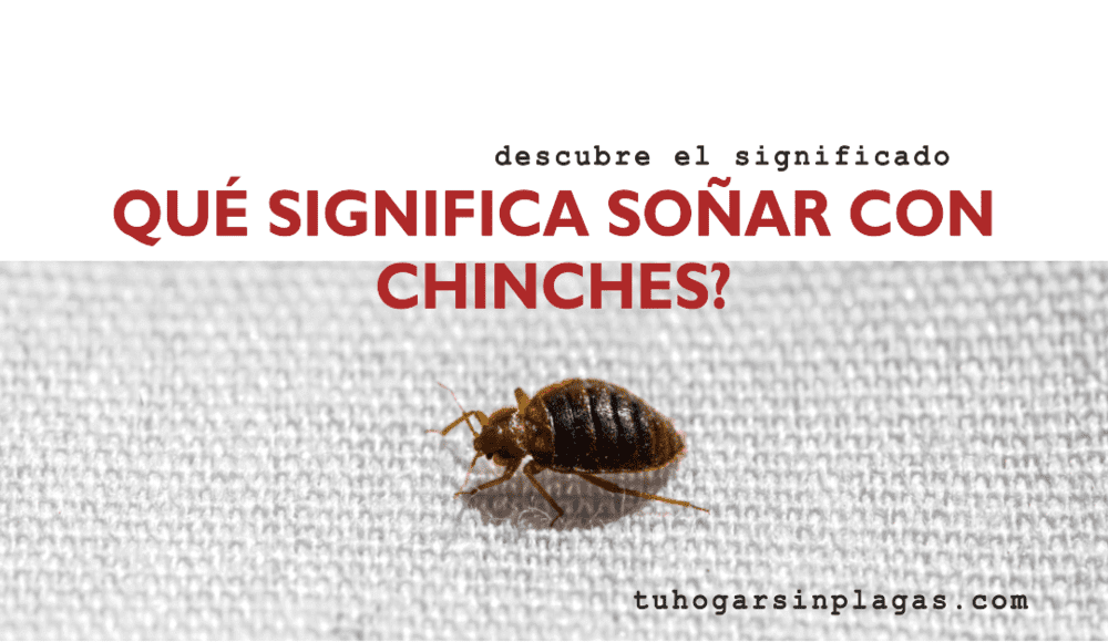 Qué significan las chinches en sueños