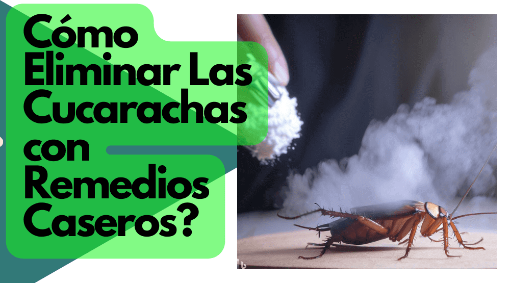 Cómo Acabar Con Las Cucarachas Remedios Caseros