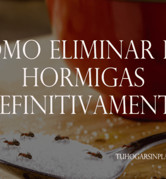 Como Eliminar las Hormigas Definitivamente