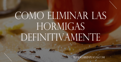 Como Eliminar las Hormigas Definitivamente