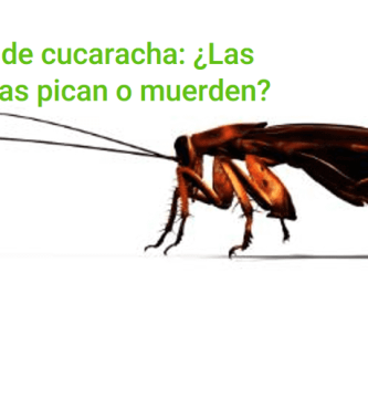 Picadura de cucaracha: ¿Las cucarachas pican o muerden?