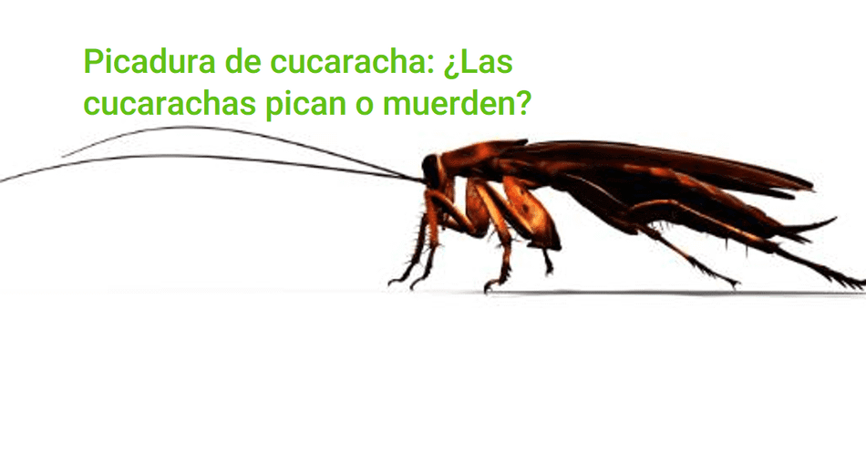 Picadura de cucaracha: ¿Las cucarachas pican o muerden?