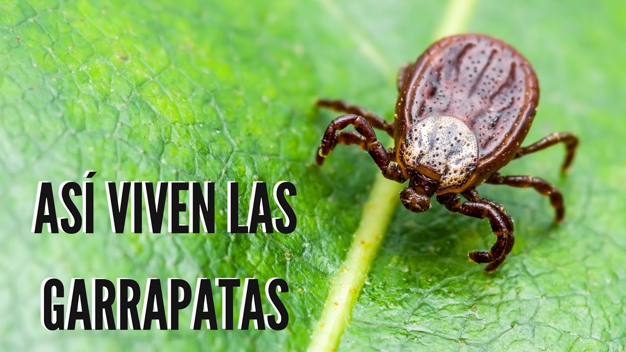 Guía completa para conocer todo sobre las garrapatas