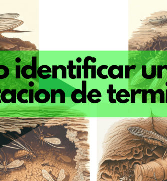 identificar una plaga de termitas