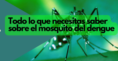 mosquito del dengue