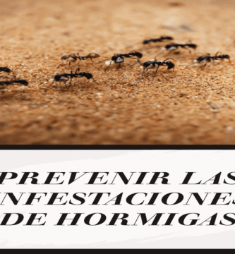 prevenir las infestaciones de hormigas