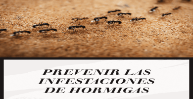 prevenir las infestaciones de hormigas