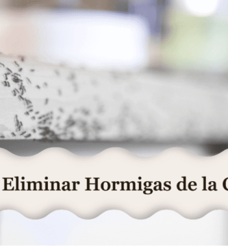 Cómo Eliminar Hormigas de la Cocina