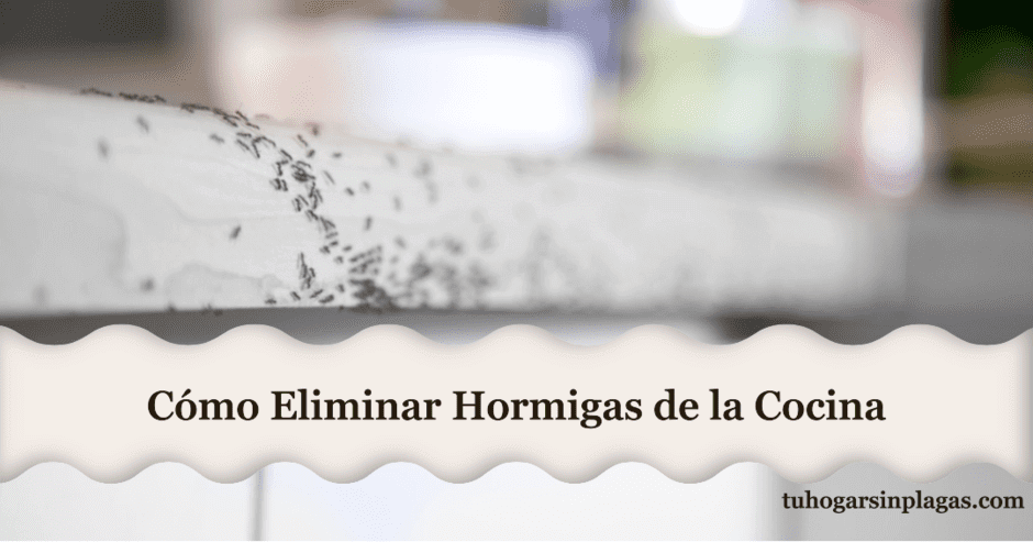 Cómo Eliminar Hormigas de la Cocina