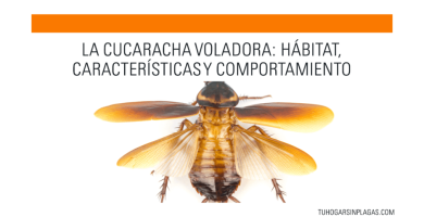 Cucaracha Voladora