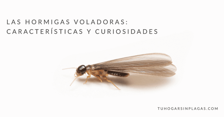 Las hormigas voladoras Características y curiosidades