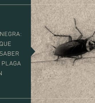 Cucaracha Negra