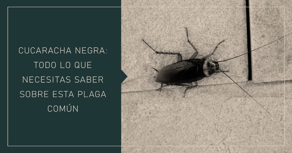 Cucaracha Negra