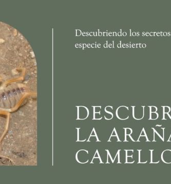 Araña camello