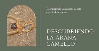 Araña camello