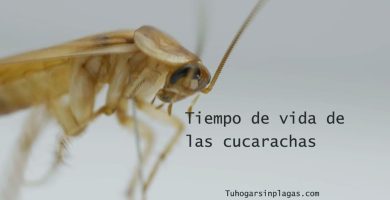 ¿Cuánto Tiempo Viven las Cucarachas?