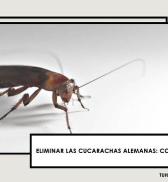 Cómo Eliminar a las cucarachas alemanas