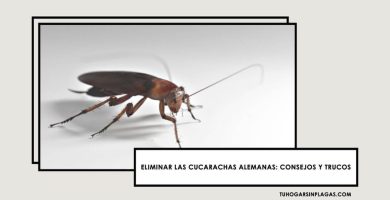 Cómo Eliminar a las cucarachas alemanas