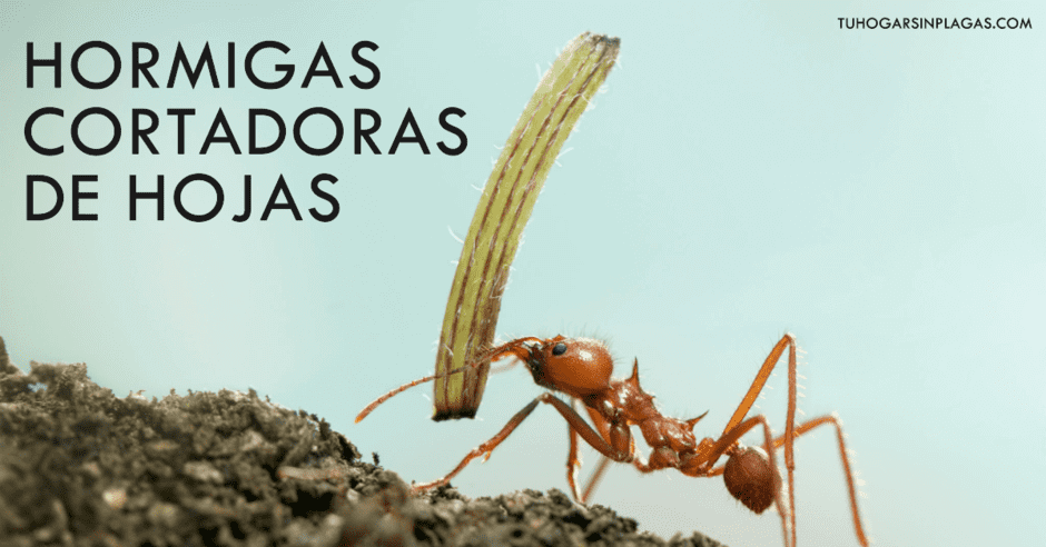 🍃 El increíble proceso de las hormigas cortadoras de hojas
