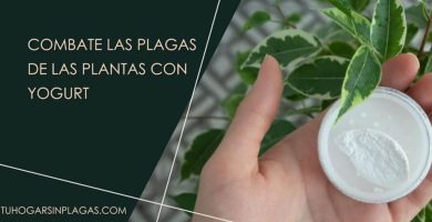 Yogurt En Las Plantas Para Combatir Plagas