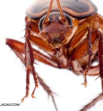 Cucaracha Australiana (Periplaneta australasiae)