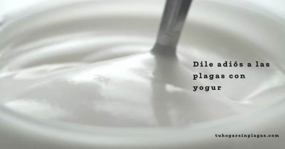 Combate Plagas Con Yogurt