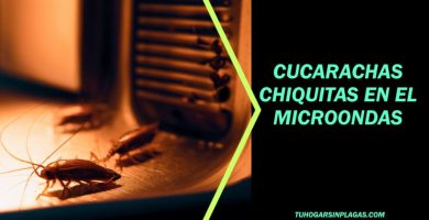 Cómo Eliminar Cucarachas Chiquitas del Microondas