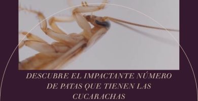 Cuántas Patas Tiene una Cucaracha