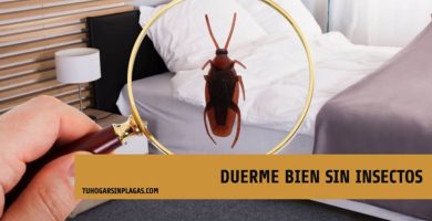 Cómo evitar que las cucarachas se suban a mi cama