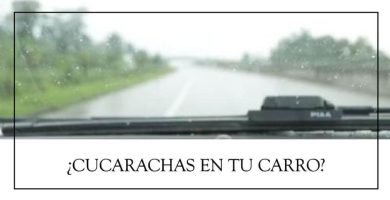 Cómo eliminar cucarachas del carro