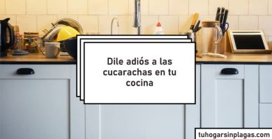 eliminar las cucarachas de tu cocina