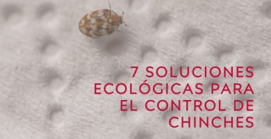 7 Soluciones Ecológicas y Naturales Para Controlar Chinches en el Hogar y el Jardín