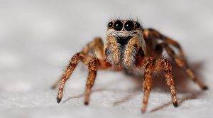 spider, zebra spider, arachnid