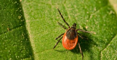 Qué Es La Enfermedad De Lyme: MedlinePlus En Español