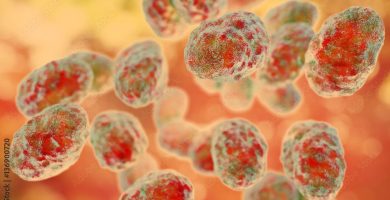 Qué Es La Tularemia Descubre Esta Infección Bacteriana