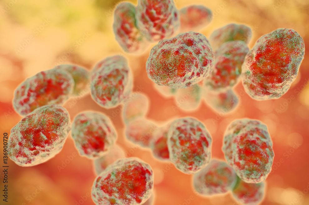 Qué Es La Tularemia Descubre Esta Infección Bacteriana