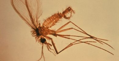 QUÉ ES LA LEISHMANIASIS Y CÓMO PROTEGERSÉ DE SUS EFECTOS