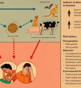 La Leptospirosis Se Transmite Por Picaduras De Insectos