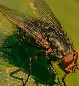 Cuál Es El Manejo De Las Miasis En Heridas Agudas Y Crónicas