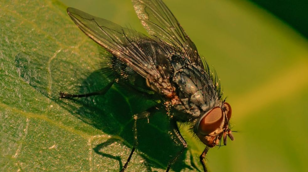 Cuál Es El Manejo De Las Miasis En Heridas Agudas Y Crónicas