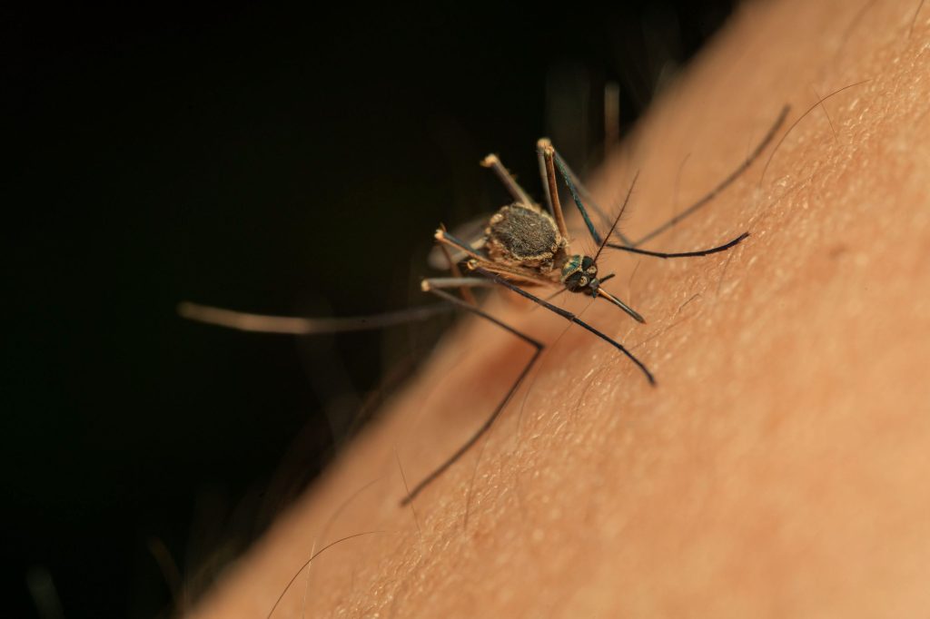 CÓMO AFECTAN LAS PICADURAS DE MOSQUITOS A LA FILARIASIS