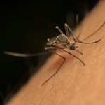 CÓMO AFECTAN LAS PICADURAS DE MOSQUITOS A LA FILARIASIS