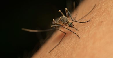 CÓMO AFECTAN LAS PICADURAS DE MOSQUITOS A LA FILARIASIS