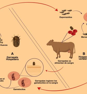 Cómo Prevenir y Tratar la Babesiosis