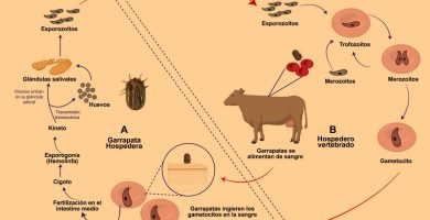 Cómo Prevenir y Tratar la Babesiosis