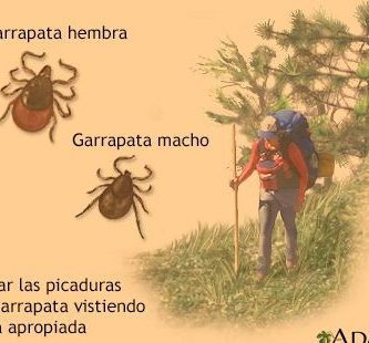 Cómo Puedo Protegerme De La Erliquiosis Por Garrapatas