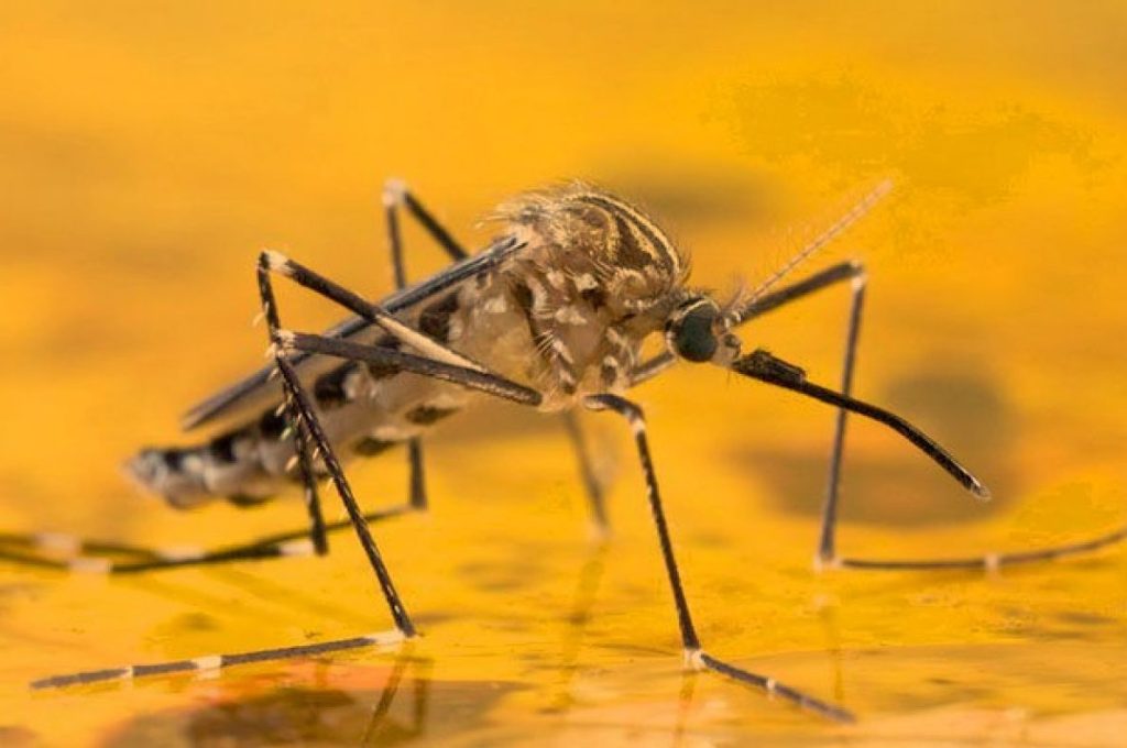 CÓMO PROTEGERTE DE LA FIEBRE AMARILLA EN TROPICALES