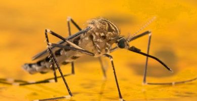 CÓMO PROTEGERTE DE LA FIEBRE AMARILLA EN TROPICALES